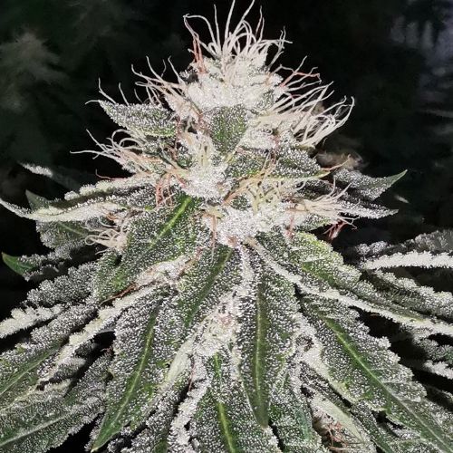 Mac 11 Feminized Cannabis Seeds by Pheno Finder Seeds