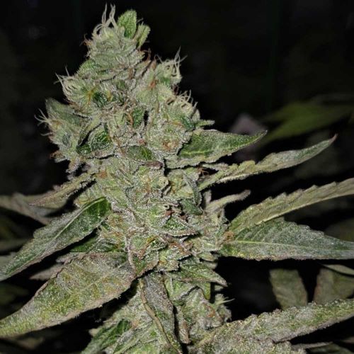 Mac N Cheese Female Cannabis Seeds - Original Big Buddha Family Farms 