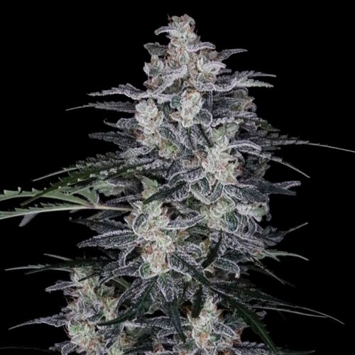 MACnana Autoflowering Cannabis Seeds DNA Genetics