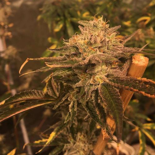 Mack's GAK Regular Cannabis Seeds by Hella Seed Co 