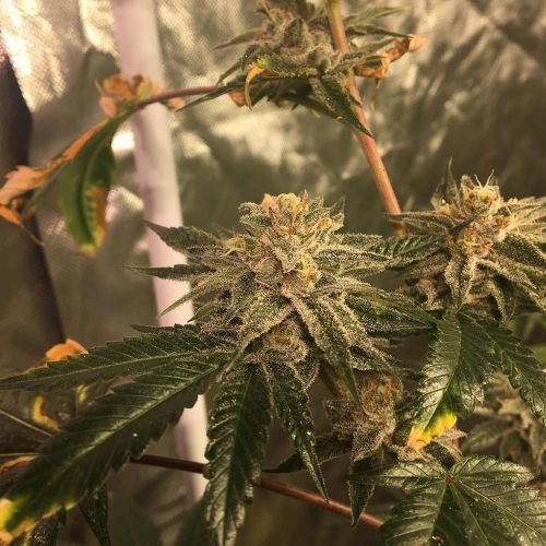 Mack's GAK Regular Cannabis Seeds by Hella Seed Co 