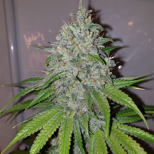 Mango Lassi Female Cannabis Seeds by Karma Genetics