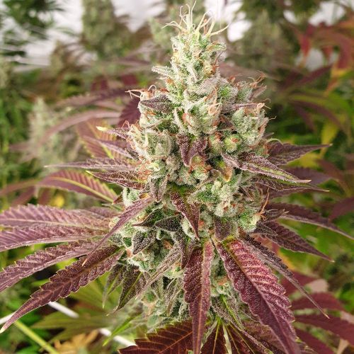 Mango Lassi Female Cannabis Seeds by Karma Genetics