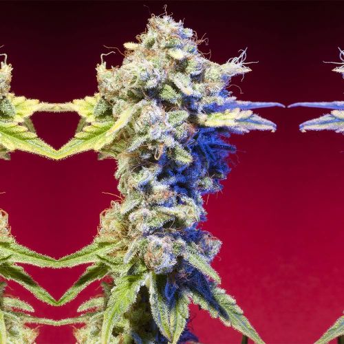 Mango Tango Regular Cannabis Seeds by Elemental Seeds