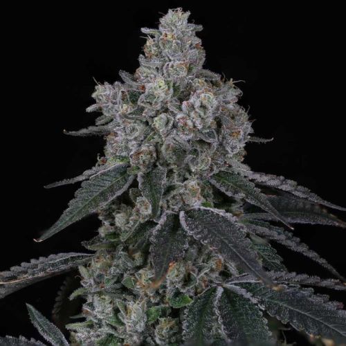 Marshmallow OG Female Cannabis Seeds By Compound Genetics