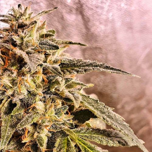 Marshmallow Pancakes Feminised Cannabis Seeds by Holy Smoke Seeds