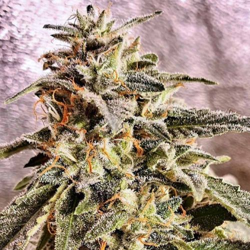 Marshmallow Pancakes Feminised Cannabis Seeds by Holy Smoke Seeds