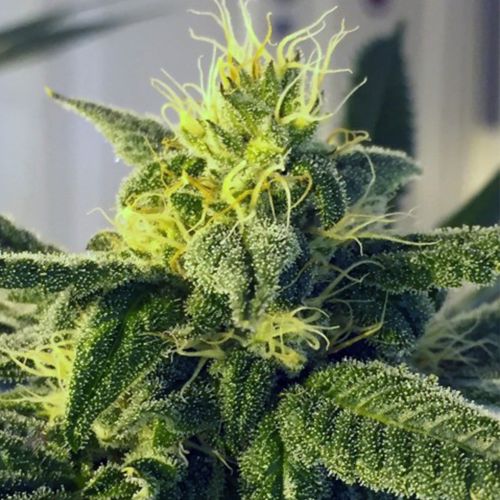 Dos Santos Regular Cannabis Seeds by Masssive Creations