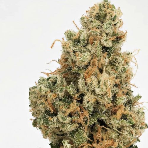 4 Kings Regular Cannabis Seeds by Massive Creations