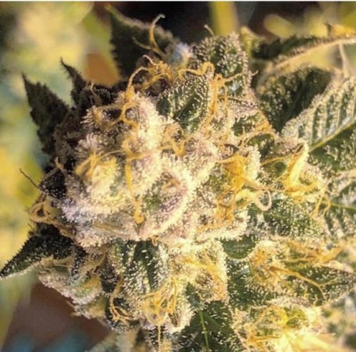 OZ#6 Regular Cannabis Seeds by Massive Creations