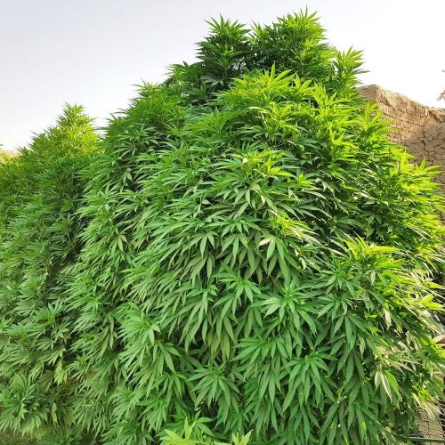 Mazar-i-Sharif (World Famous) Regular Cannabis Seeds by Afghan Selection