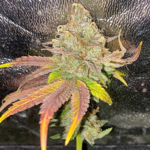 Melon Apple Zi Regular Cannabis Seeds by Karma Genetics