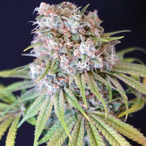 Melon Cheddar Female Weed Seeds by Karma Genetics