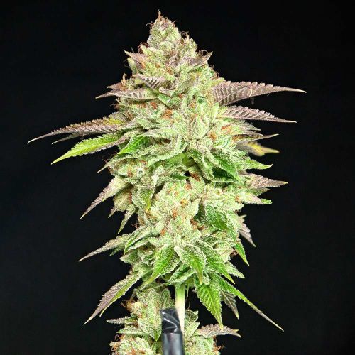 Melon Madness Female Weed Seeds by Grateful Seeds