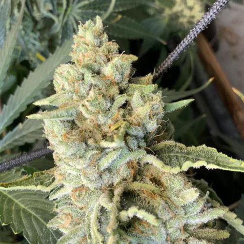 Melon Tini Regular Cannabis Seeds by Karma Genetics 