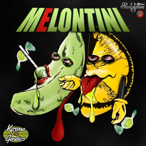 Melon Tini Regular Cannabis Seeds by Karma Genetics 