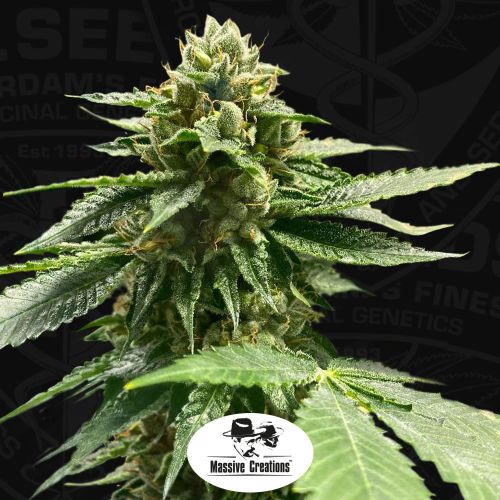 Melon Vader Female Cannabis Seeds by T.H.Seeds 