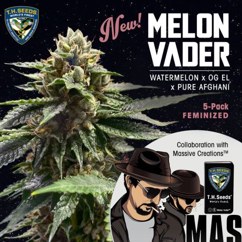 Melon Vader Female Cannabis Seeds by T.H.Seeds 