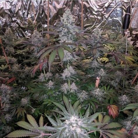 Melonaid Z Female Cannabis Seeds by The Plug Seedbank 