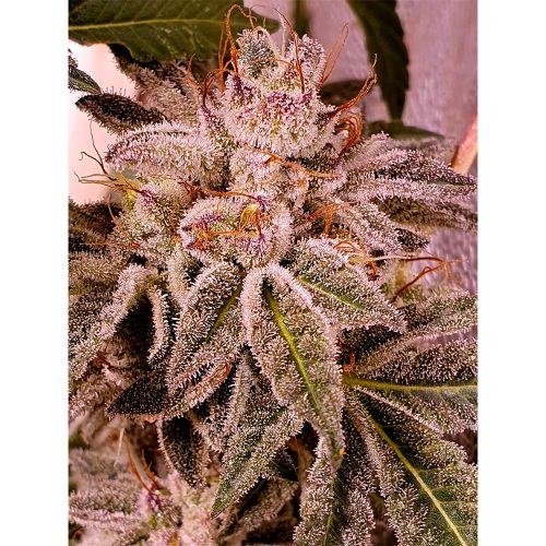 Melted Oreoz Feminized Cannabis Seeds by Holy Smoke Seeds 