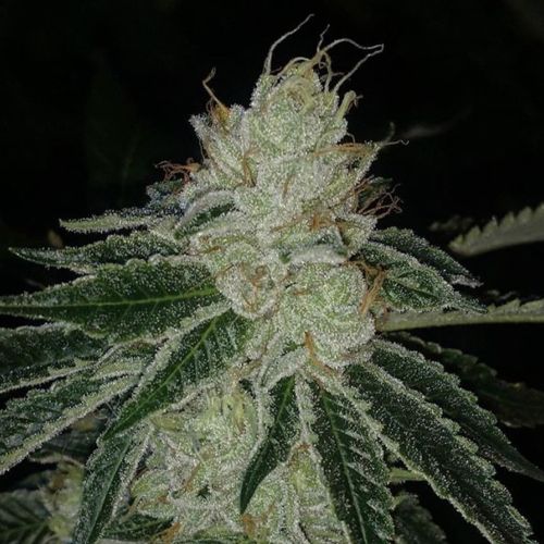 Meow Regular Cannabis Seeds by Prolific Coast Seeds