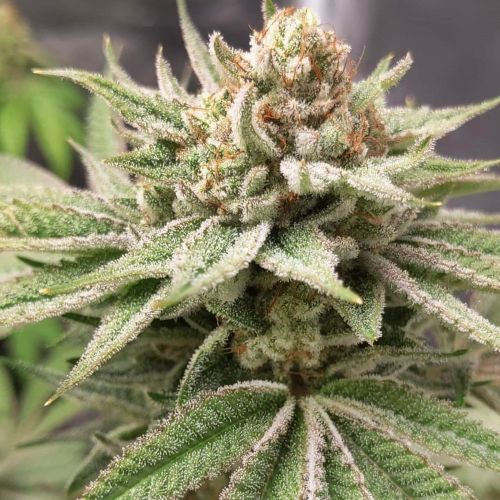 Meow Regular Cannabis Seeds by Prolific Coast Seeds