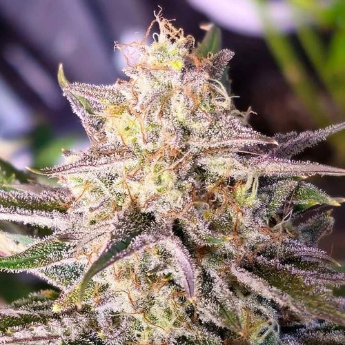 Microverse Morsels V2 Autoflowering Cannabis Seeds by Night Owl Seeds