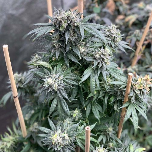 Midnight Special Regular Cannabis Seeds by Mosca Seeds