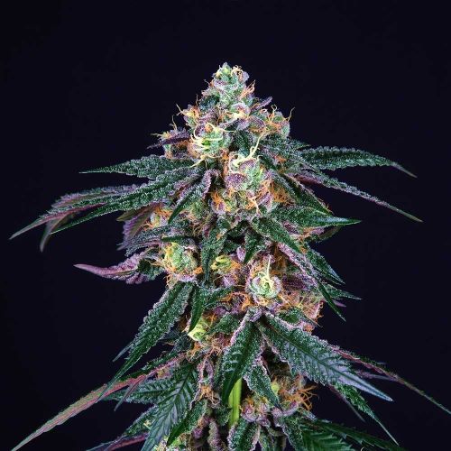 Midnight Sunset Female Weed Seeds by Perfect Tree 