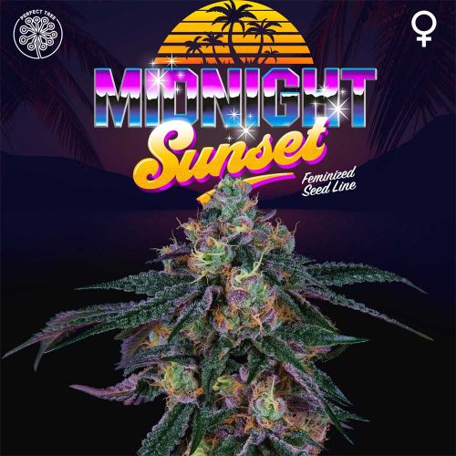 Midnight Sunset Female Weed Seeds by Perfect Tree 