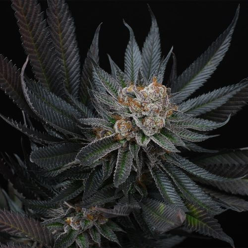 Mimozz Feminized Cannabis Seeds by Perfect Tree