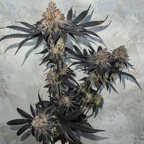 Miracle Fruit Feminized Cannabis Seeds by Symbiotic Genetics
