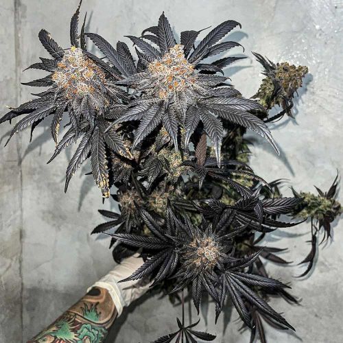 Miracle Fruit Feminized Cannabis Seeds by Symbiotic Genetics