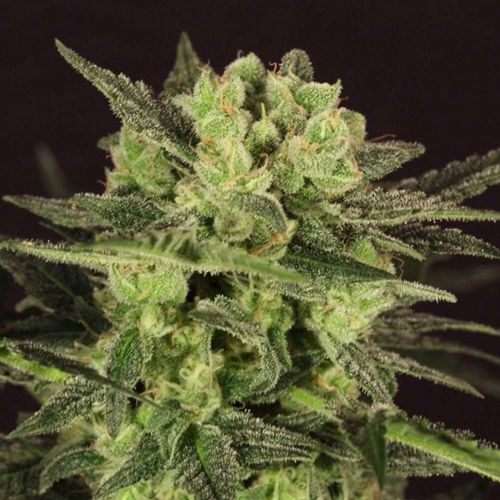 MK-Ultra Kush Auto Feminized Cannabis Seeds by T.H.Seeds
