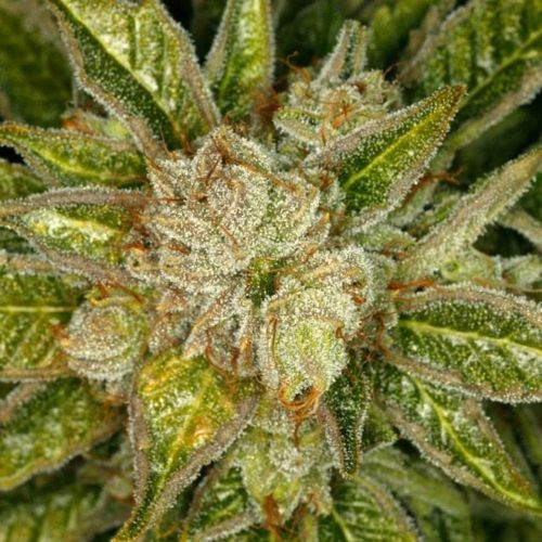MK Ultra Kush Female Cannabis Seeds by T.H.Seeds