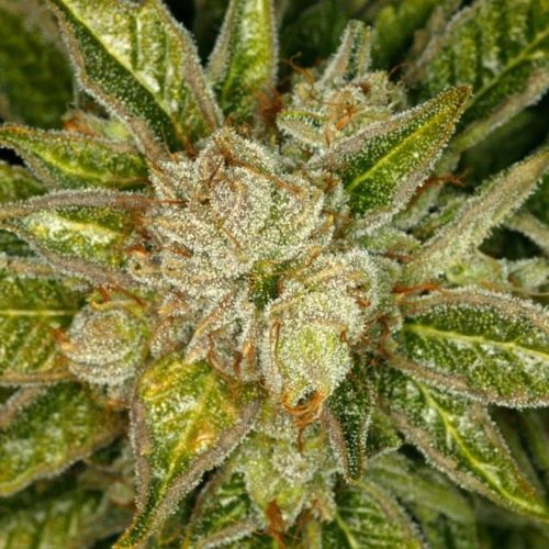 MK-Ultra Kush Regular Cannabis Seeds by T.H.Seeds