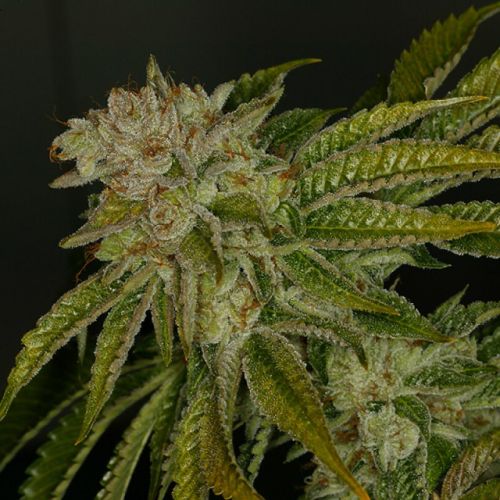 MK Ultra Kush Mind Control Set Female Cannabis Seeds by T.H.Seeds