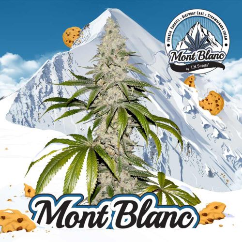 Mont Blanc Female Cannabis Seed by T.H.Seeds