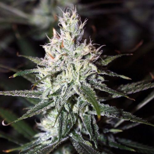 Moonshine Haze Regular Cannabis Seeds by Rare Dankness