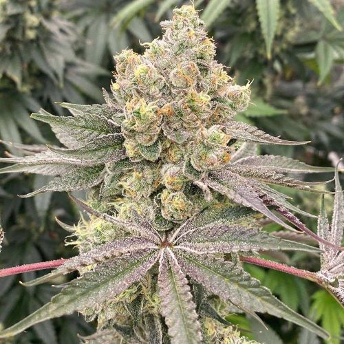 Mop Chopper Feminized Cannabis Seeds by Karma Genetics