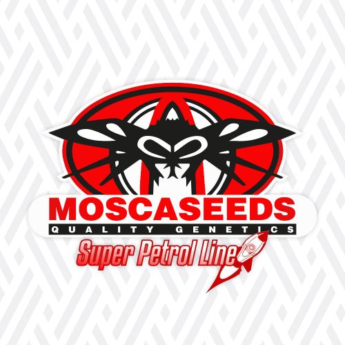 Super Petrol Regular Cannabis Seeds by Mosca Seeds