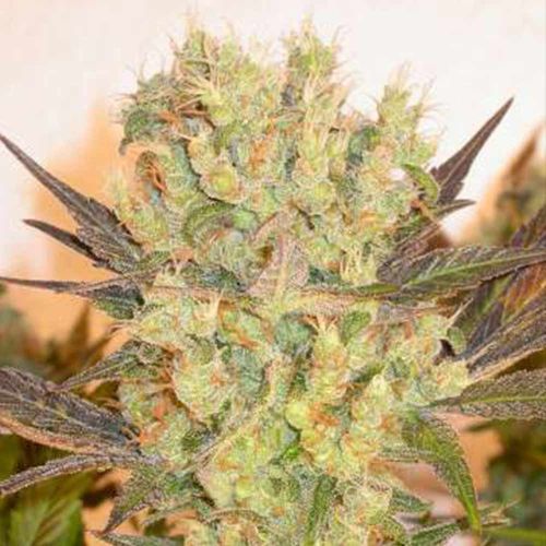 Motavation Female Cannabis Seeds by Serious Seeds