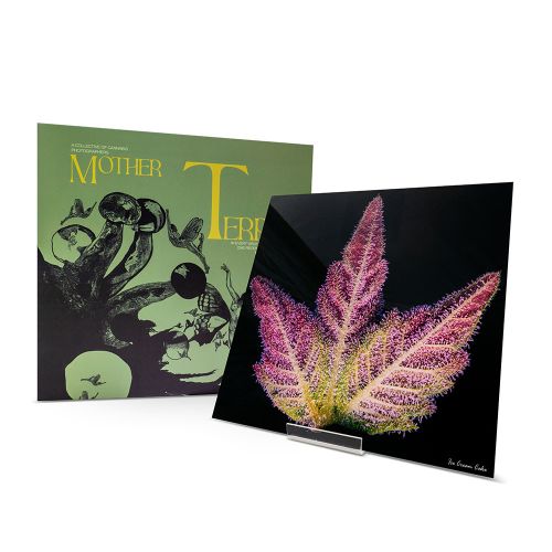 Ice Cream Cake Wall Art _Seshata x Mother Terps 