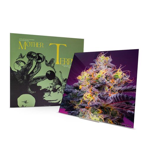 Pitaya Wall Art Grounded Genetics Terpshotz x Mother Terps 