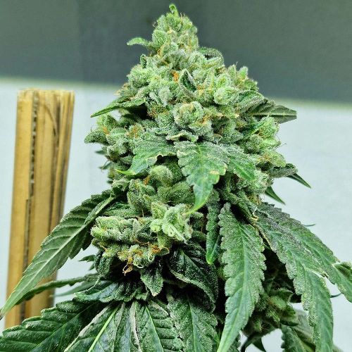 Moulin Rouge O.G. Regular Cannabis Seeds by Karma Genetics