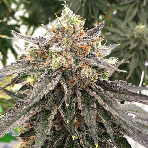 Mouse Trap Regular Cannabis Seeds by Rare Dankness