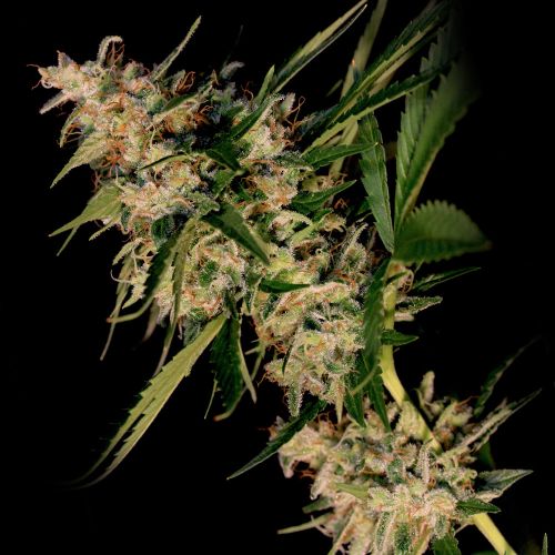 New Jack City Regular Cannabis Seeds by Original Dampkring Genetics