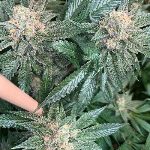 New Order (Gas Line) Regular Cannabis Seeds by Mosca Seeds