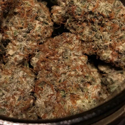 Spice Melange Auto Cannabis Seeds by Night Owl Seeds