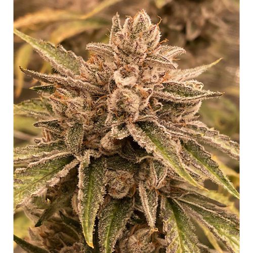 Pre 98 Episode 1 F4 Auto Cannabis Seeds by Night Owl Seeds